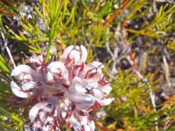 Serruria species